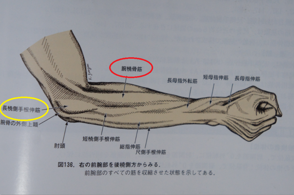 本 骨格筋の形と触察法 入谷誠の理学療法 | aricolifesciences.com